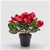 EDG Enzo De Gasperi Pianta Artificiale Ciclamino con Foglie e Vaso H 32 Cm Fuchsia - Pianta Decorativa Realistica Design Moderno