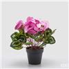 EDG Enzo De Gasperi Pianta Artificiale Ciclamino con Foglie e Vaso H 32 Cm Rosa Scuro - Pianta Decorativa Realistica Design Moderno