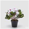 EDG Enzo De Gasperi Pianta Artificiale Ciclamino con Foglie e Vaso H 32 Cm Bianco Viola - Pianta Decorativa Realistica Design Moderno