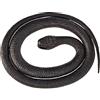 Wild Republic Rubber Snake Mamba Nero, Serpente Giocattolo di Gomma, Serpente Finto Realistico, Regali per Bambini, Gioco Educativo, 117 cm