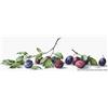 LUCAS Luca-S LB2257 - Schema Punto Croce contato, Motivo susine, 18 x 57,5 cm