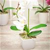 Restaurantware RWA0265-1 Faux Plants, 5 Blooms