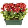 Flair Flower Geranio artificiale in scatola di geranio, pelargonien, pianta per aiuole, fiori artificiali, fiori di seta, decorazione da tavolo, fiori decorativi, 088279R, rosso, 36 x 30 x 18 cm