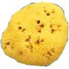 FARMACARE SRL SPUGNA NAT FORI L 10/11CM 7
