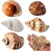 SKOOLOVE 5 Pezzi di Conchiglie di paguro Grandi, Conchiglie di Mare Naturali di Dimensioni 7-10 cm, Apertura 4-6,5 cm, Conchiglie Turbo per Forniture di paguri e Decorazioni da Spiaggia