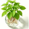FARYODI Lampadina per avocado, vaso in vetro per fiori, semi di avocado, vaso di avocado e castagne, per la casa, per interni ed esterni (trasparente)