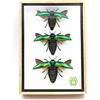 TAXIBUGS Vera 3 pezzi coleotteri gioiello (Sternocera Aeguisignata) ali aperte Monti insetti Animali tassidermia in un elegante cornice di legno 3D / oggetto telaio fatto a mano/ 3D Box per Mettere Gli Oggetti