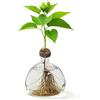 FARYODI Vaso in Vetro per Albero di Avocado, Vaso di Semi in Vetro Trasparente per Avocado, Vaso per Semi di Avocado per Coltivare Una Pianta di Avocado, per Compleanno (Trasparente)