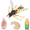 Hapivida Figurine di Plastica per Insetti, Modello di Ciclo di Crescita delle Api Vespe, Giocattoli di Figure di Insetti Miniature Falsi, Modelli di Animali di Insetti Giocattoli Educativi Precoci
