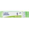 BOIRON Ledum palustre boi*5ch 80gr 4g - BOIRON - 050835040