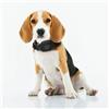 Oruspro FIDO PET 4G Localizzatore GPS per cani e gatti