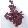 KOKITS Rami di Eucalipto Reali Essiccati, Foglie di Eucalipto Naturali, Fiori Secchi Rossi e 40-43 cm Decorazione di Fiori Secchi Lunghi, Vaso Mazzo Secco, Decorazione Boho (Rosso)