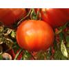 Legutko Semi di pomodoro, varietà Malinowy Olbrzym