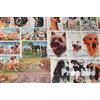 Prophila Collection Motivazioni 100 Diversi Cani Francobolli (Francobolli per i Collezionisti) Cani/Lupi/iene