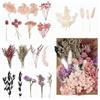 Wennicy Pacchetto di fiori secchi naturali Fiori veri essiccati e conservati Essiccati naturalmente colore preservato Decorazione domestica Regalo Fiori Secchi Decorativi Fiori Secchi Decorativi Per Vaso