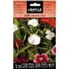 Semillas Batlle Semi di Fiori - Clavel China Simple - Batlle