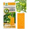 Albagarden - Trappola Cromotropica Arancione Per Mosca Bianca - Adesiva A Doppia Forza - Pannelli Cattura Insetti, Trappole Anti Insetti X 5 Pz