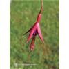 Natur FUCHSIA ESS 7,4ML CALF