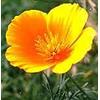 IL GIARDINO DEI SEMPLICI ESCOLZIA ESTRATTO IDROALCOLICO GOCCE 50 ML