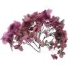 PATIKIL Fiore Di Ortensia Essiccato, 10g Fiori Pressati Naturali Petali Di Ortensie Reali Per DIY Resina Artigianato Carta Da Regalo Floreale Decorazione Candele, Rosa Grigio Sfumato