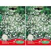 Germisem Elegans White Semi di Gypsophila 1.5 g (Confezione da 2)