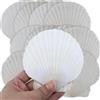 PATRICKWHITE 16 Conchiglie Naturali, 10 cm - 12 cm, Conchiglie Bianche, Piccole Conchiglie per Artigianato, Matrimonio, Decorazione Spiaggia, Tema, Festa, Serbatoio di Pesce e Vaso riempitivo
