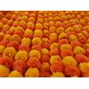 DECORATION CRAFT Light & D.Orange - Ghirlanda di fiori artificiali di calendula, 1,5 m, per feste, matrimoni, Diwali Mehndi Pooja Festival e decorazione tradizionale a tema indiano, decorazione per la casa, sfondi per