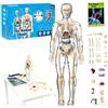 Gonggi Modello di anatomia umana realistica, modello anatomico del busto umano Removabl, modelli di scheletro anatomico per l'apprendimento fai da te per anatomia, strumento di apprendimento scientifico in
