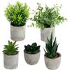PaxCulina 5 piante artificiali - Piante artificiali, mini piante succulente, Echeveria Claw, eucalipto, decorazione per camera da letto, plastica, realistica e facile da pulire, per soggiorno, ufficio