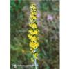 Natur GOLDENROD ESS 7,4ML CALF
