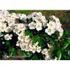 Natur HAWTHORN ESS 7,4ML