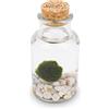 KAKI La Felicità è Nelle Piccole Cose Marimo Bottiglia, vaso in vetro con tappo, artigianale La Felicità, Made in Italy, diametro 4 cm, altezza 11 cm (Fondale Bianco)