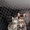 Bqkroa Rete per gatti per balcone: 10 × 3 m, colore nero, rete di protezione per gatti, rinforzata senza foratura, rete da balzo antistrappo e morso, rete rinforzata con filo rinforzato per finestre