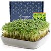 Otaro Germogliatore con Semi di crescione | Microgreens | Idroponica Kit Completo - Pronto all'Uso | Germogliatore per Semi | Semenzaio Elegante | (Grigio - Set Premium in Ceramica)