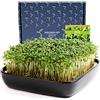 Otaro Germogliatore con Semi di crescione | Microgreens | Idroponica Kit Completo - Pronto all'Uso | Germogliatore per Semi | Semenzaio Elegante | (Nero - Set Premium in Ceramica)