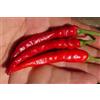 Generico Semi di Peperoncino Corno, Piccantezza Media, per Coltivazione in Vaso e Orto horn chili seeds
