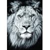 Nathan - Puzzle da 1000 pezzi - Ritratto reale - Adulti e bambini a partire dai 14 anni - Puzzle di alta qualità - Misura perfetta - Collezione Wildlife - 12000893