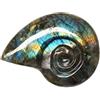 TENET AMMONITE INTAGLIATA IN LABRADORITE (3-4 CM)