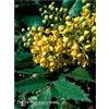 Natur OREGON GRAPE ESS 7,4ML CALF