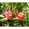 Natur MOUNTAIN DEVIL ESSENZA 15 ML 1 PEZZO