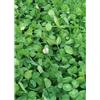 Sgaravatti Trifoglio nano bianco Rivendel 50% seme pellettato 100g per 25mq Sgaravatti