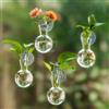 Glasseam Stazione di Propagazione delle Piante per Finestra: 4 Piccoli Vasi per Bulbi con Ventose per Decorare il Soggiorno, la Cucina o l'Ufficio - Terrario Sospeso in Vetro per Talee di Aromatiche