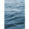 ビクターエンタテインメント Sakanaquarium2017 10Th Anniversary Arena Session 6.1Ch Sound Around (DVD)