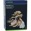 Dennerle Decor Box Bonsai - Set di Decorazioni per acquari d'Acqua Dolce