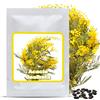 Magic of Nature Semi di Acacia dealbata - 25 pz Mimosa d'Inverno - Pianta Mediterranea da Vaso - Arbusto Esotico con Fiori Gialli Dorati