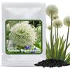 Magic of Nature Semi di Aglio Gigante (30 Pz) Allium giganteum, Resistente e Perenne - Fiori Bianchi fino a 150cm per il Tuo Giardino