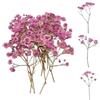 Ruzister 50 fiori secchi, piccoli fiori di gipsofila, natura reale, rosa e delicati, per artigianato, candele, resina, gioielli, nail art, gipsofila