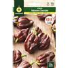 M MASCARELL SEMILLAS DESDE 1920 Mascarell Semi, Semi, Semi Orto, Semi HABANERO CIOCCOLATE, Crea il Tuo Orto Urbano e Coltivazione Casa, Piante Orticole, 0,1 Grammi