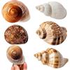 DINGFENG DIGNFENG, 5 conchiglie naturali grandi per granchi eremita, dimensioni 7,6 - 11,9 cm, apertura 4,1 - 6,9 cm, conchiglie marine per decorazioni, artigianato e acquario, decorazione marittima