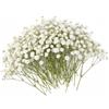 JEKUGOT 100 fiori secchi per artigianato, fiori artificiali di gipsofila, fiori artificiali bianchi per vasi e composizioni floreali, fai da te, decorazioni per matrimoni, casa, centrotavola